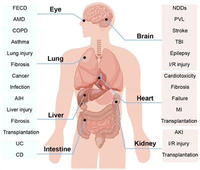 A deep insight into ferroptosis in lung disease: facts and perspectives